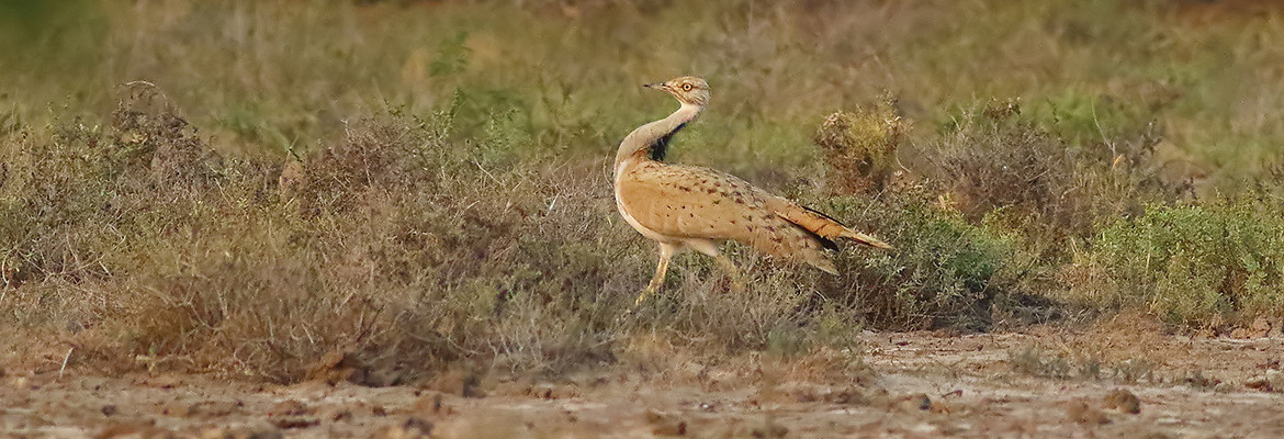 Bustard India birding